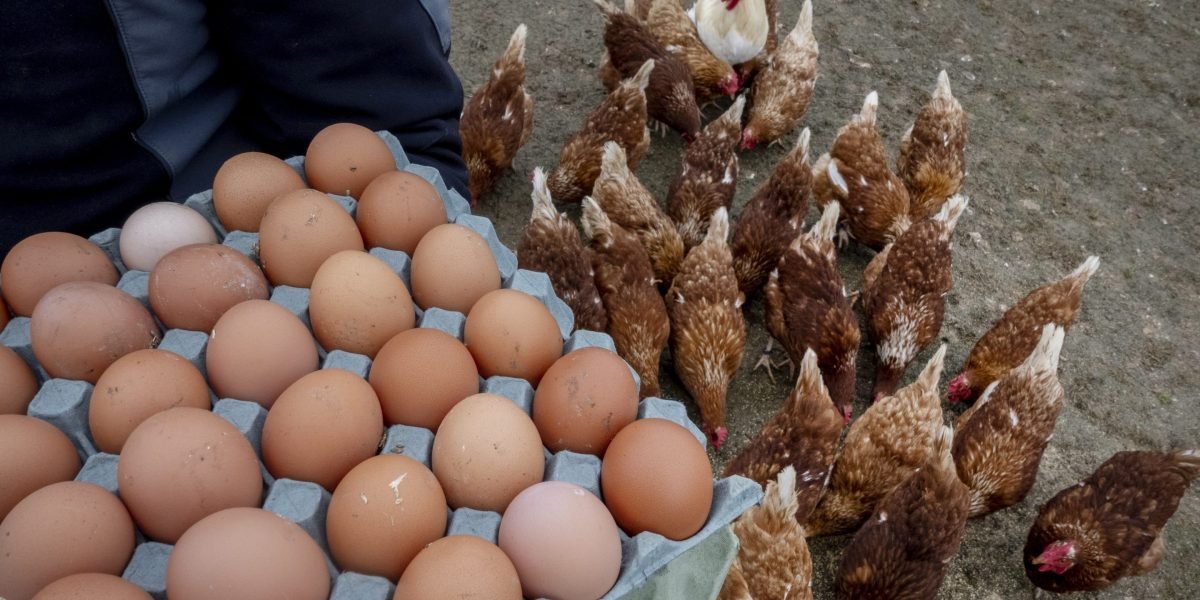 O governo Trump quer que a Europa envie ovos para os EUA - isso pode ser um problema, mas não por causa de tarifas